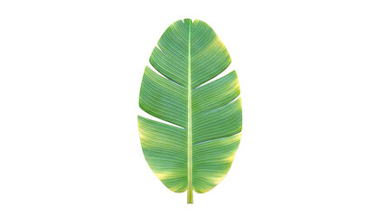 Green Banana Leaf with Yellow Edges