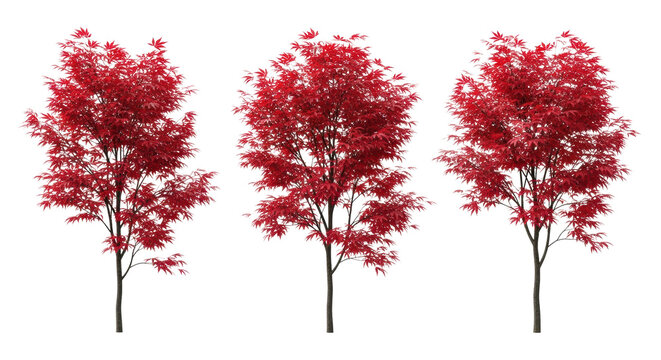 three distinct acer palmatum specimens displaying vibrant crimson autumn foliage, isolated on a transparent background with ample copy space, precise top-down view, concept of commercial autumn