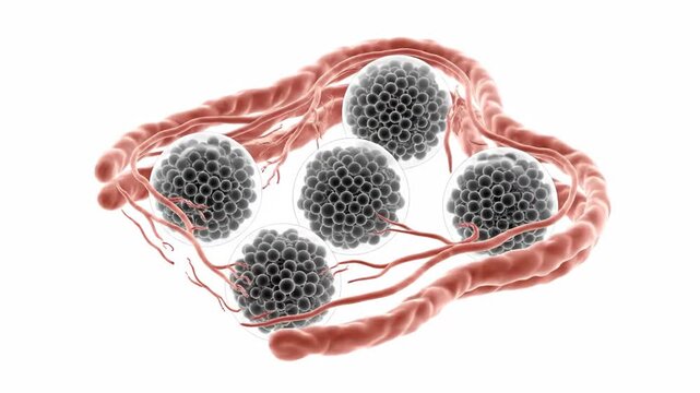 Detailed 3D animation of cellular aggregates intertwined with blood vessels, depicting microcirculation and tissue biology