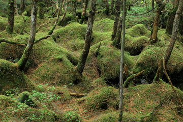 白駒の池・苔と原生林