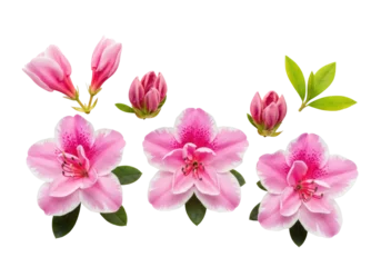 Fotobehang Azalea Three vibrant pink azalea flowers and buds flat lay, ultra-detailed petals and green leaves against a transparent background with copy space, concept of spring bloom and delicate beauty  © Ardith