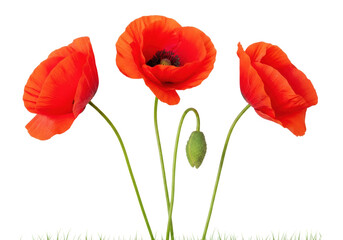 Naklejka premium three vibrant red poppy flowers and a green bud, with glittering texture, sharp focus, and green stems, viewed from above on a transparent background with copy space. concept of natural elegance and
