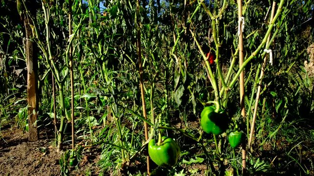 Close up of green bell pepper hanging from dying plant and moving camera slightly away showing more withered plants after first frost