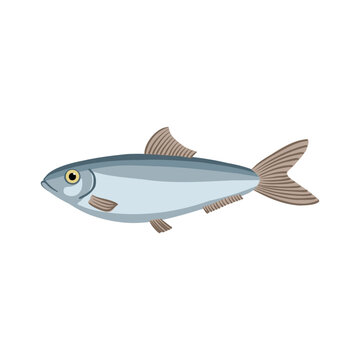 vector drawing Black Sea sprat , Commercial fish isolated at white background, hand drawn illustration