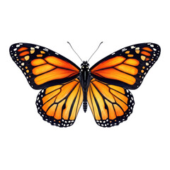 Obraz premium Ultra realistic product photograph capturing a detailed watercolor monarch butterfly illustration with vibrant orange patterns and spread wings, isolated on transparent copy space. Concept of