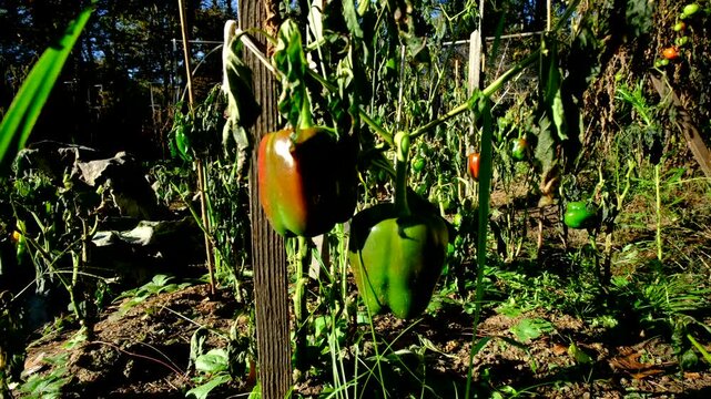 Close up of maturing and green or unripe bell peppers hanging from withering plants swaying in windy sunny day after first frost killed crops