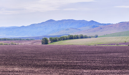 Arable field in early spring, farm landscape