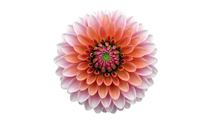 Close-up of a pink and orange dahlia flower