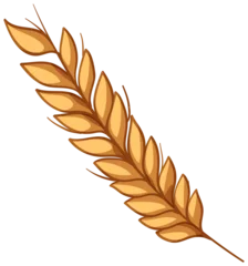 Fotobehang Onderzeeër Single Golden Wheat Ear Vector Illustration Isolated on White Background  © GraphicsRF