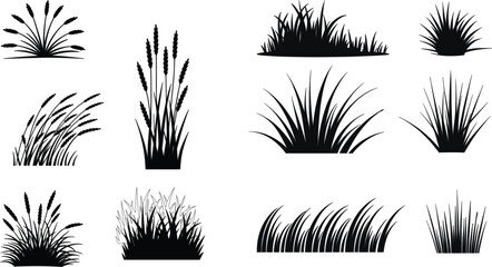 Collection of black grass silhouettes and wild reed plants elements set isolated on a white background for landscape design © MDRONI