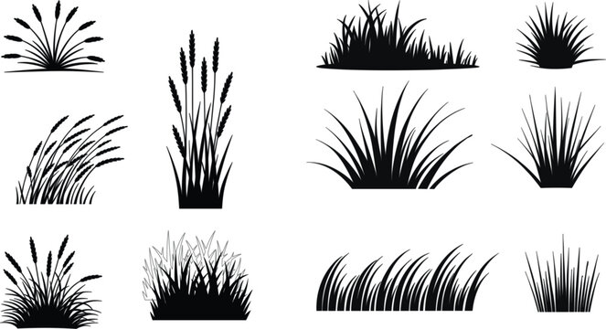 Collection of black grass silhouettes and wild reed plants elements set isolated on a white background for landscape design