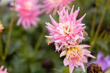 Fototapeta premium Vertical close-up of two pink cactus dahlia flowers in a garden.