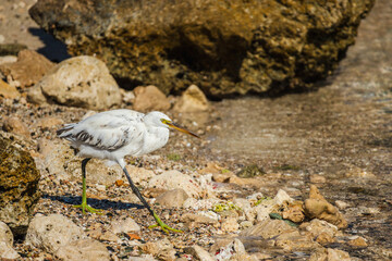 White egret walking along rocky tropical shoreline, long green legs and sharp beak searching for prey beside clear shallow sea water
