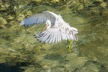 White egret landing in clear shallow tropical water, wings spread wide as green legs touch surface above sunlit reef and rippling lagoon