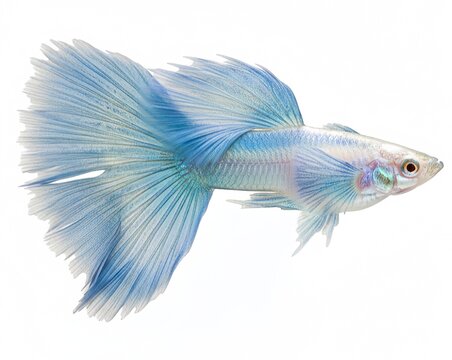 A vibrant blue guppy fish swimming in a serene environment