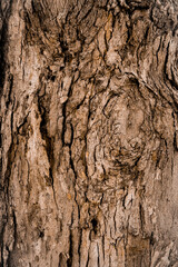 Fototapeta premium Macro Tree Bark