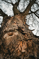 Fototapeta premium Tree Macro
