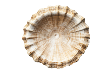 Circular cross-section of a shell showcasing annual rings isolated on transparent background