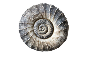 Obraz premium Detailed close up of a spiral seashell isolated on transparent background. Conical shell top view isolated on white background.