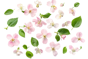 Delicate white cherry blossom and green leaves isolated on transparent background. Flower with cherry blossom branches isolated on white background.
