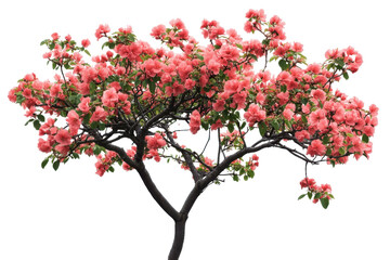 Naklejka premium Pink bougainvillea flowering tree isolated on transparent background. Flower bush tree isolated on white background.