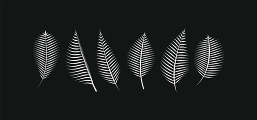 Minimalist white palm leaf silhouettes on black background. Tropical exotic foliage vector set for modern summer design, posters, and elegant branding © rochmuch