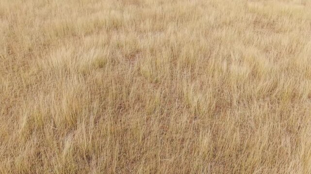 Aerial video of dry grass field with natural straw texture and earthy tones, showing arid landscape patterns, seasonal drought, rural terrain, and organic ground details in soft natural light.