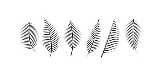 Set of tropical palm leaf silhouettes and fern frond vectors in black isolated on white for summer botanical design © rochmuch