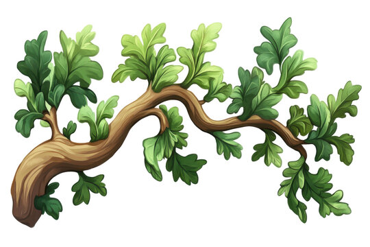 Curving oak tree branch with green leaves isolated on transparent background. Green oak branch with leaves isolated on white background.