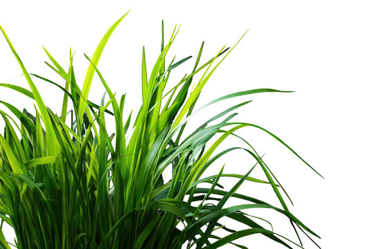 Clump of green grass isolated on transparent background. Lemongrass isolated on white background.