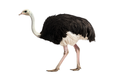 Male ostrich standing on a transparent background isolated on transparent background. Magnificent ostrich full body isolated on white background.