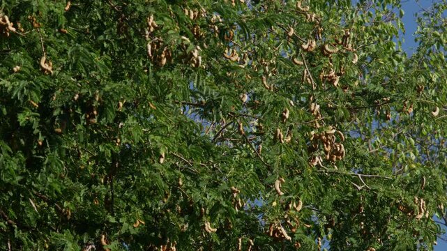 Tamarind Tree with Dense Green Foliage and Brown Seed Pods Against Blue Sky