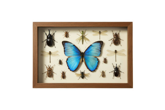 Framed Collection of Exotic Insects: Blue Butterfly, Beetles, Dragonflies, and Mantis