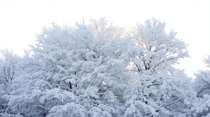 Snowy trees in winter landscape