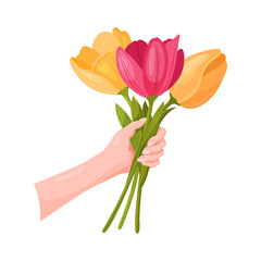The hand holds a bouquet of beautiful tulips