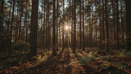 morning in the woods