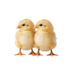Obraz premium Two yellow baby chicks together