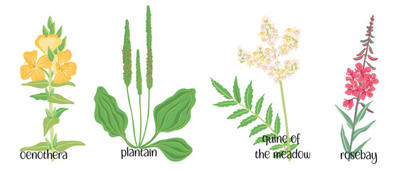 vector drawing set of wild flowers, flowering plants at white background, floral elements, hand drawn botanical illustration © cat_arch_angel