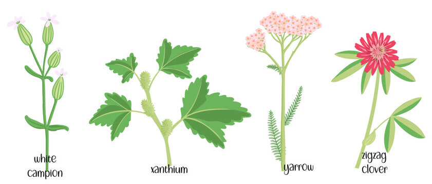 vector drawing set of wild flowers, flowering plants at white background, floral elements, hand drawn botanical illustration