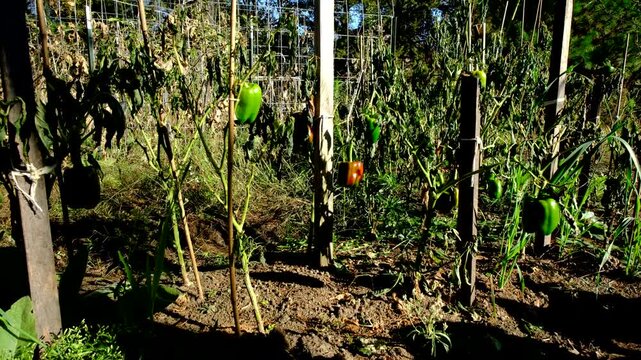 Rising camera revealing dying bell pepper plants after first frost wither crops, Some plants still have fruits in variety of maturing state