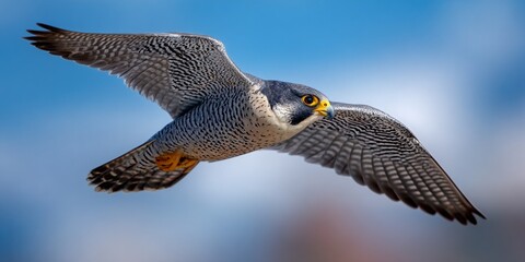 Fototapeta premium Peregrine falcon flying with wings spread against blue sky