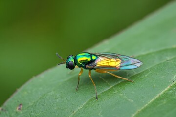 Naklejka premium Bright green insect resting on a leaf during daytime in a natural environment