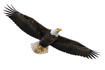 Obraz premium Majestic Bald Eagle Soaring Gracefully in Flight, Symbol of Freedom and Power