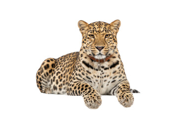 Obraz premium Majestic Leopard Lying Down, Close-up Portrait of a Wild Big Cat