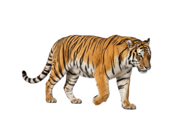 Obraz premium Majestic Tiger Walking Isolated on White Background