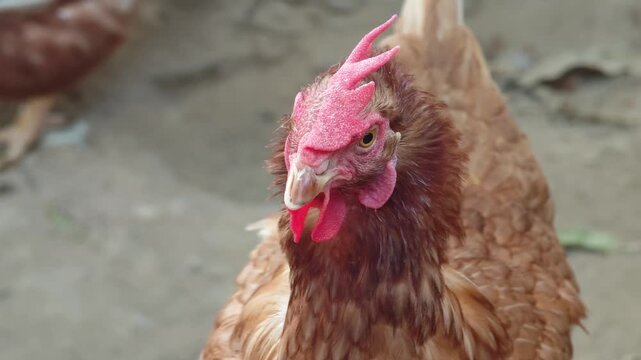 a red hen in farm