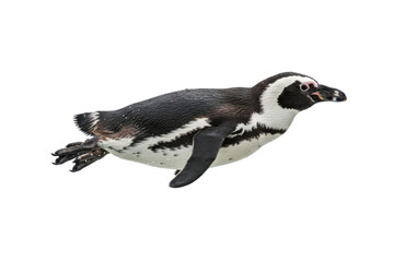 Penguin Swimming Underwater