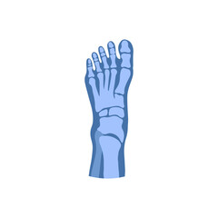 Fototapeta premium Human Skeleton & Bones Medical Infographic