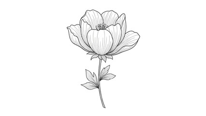 Obraz premium Detailed black and white line art illustration of a single flower with leaves and stem shown on a plain white background.