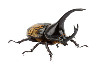 Fototapeta premium Rhinoceros Beetle With Large Horns on White Background